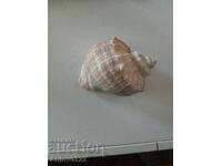 Scoică de melc de mare Rapan