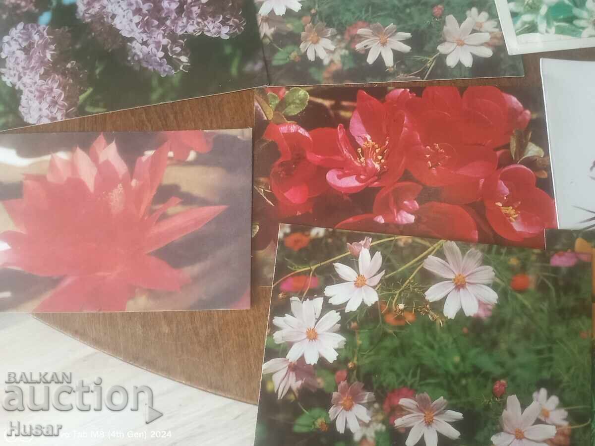 PC flori, diverse 29 buc excelente cu preț 12.99 BGN | € 6.64 PC flori, diverse 29 buc excelente cu preț 12.99 BGN | € 6.64