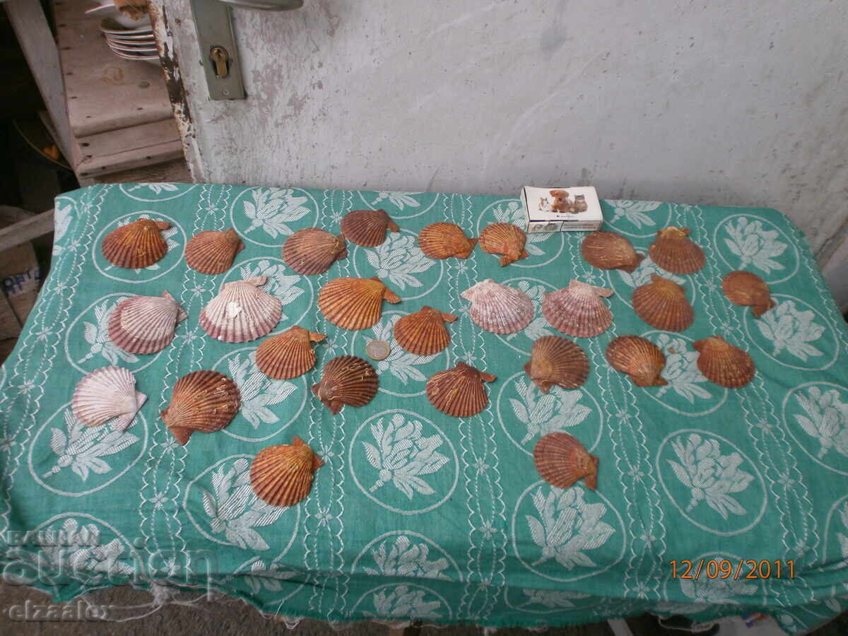 Редки миди раковини отлични с цена 20.00 лв. | € 10.23 Редки миди раковини отлични с цена 20.00 лв. | € 10.23