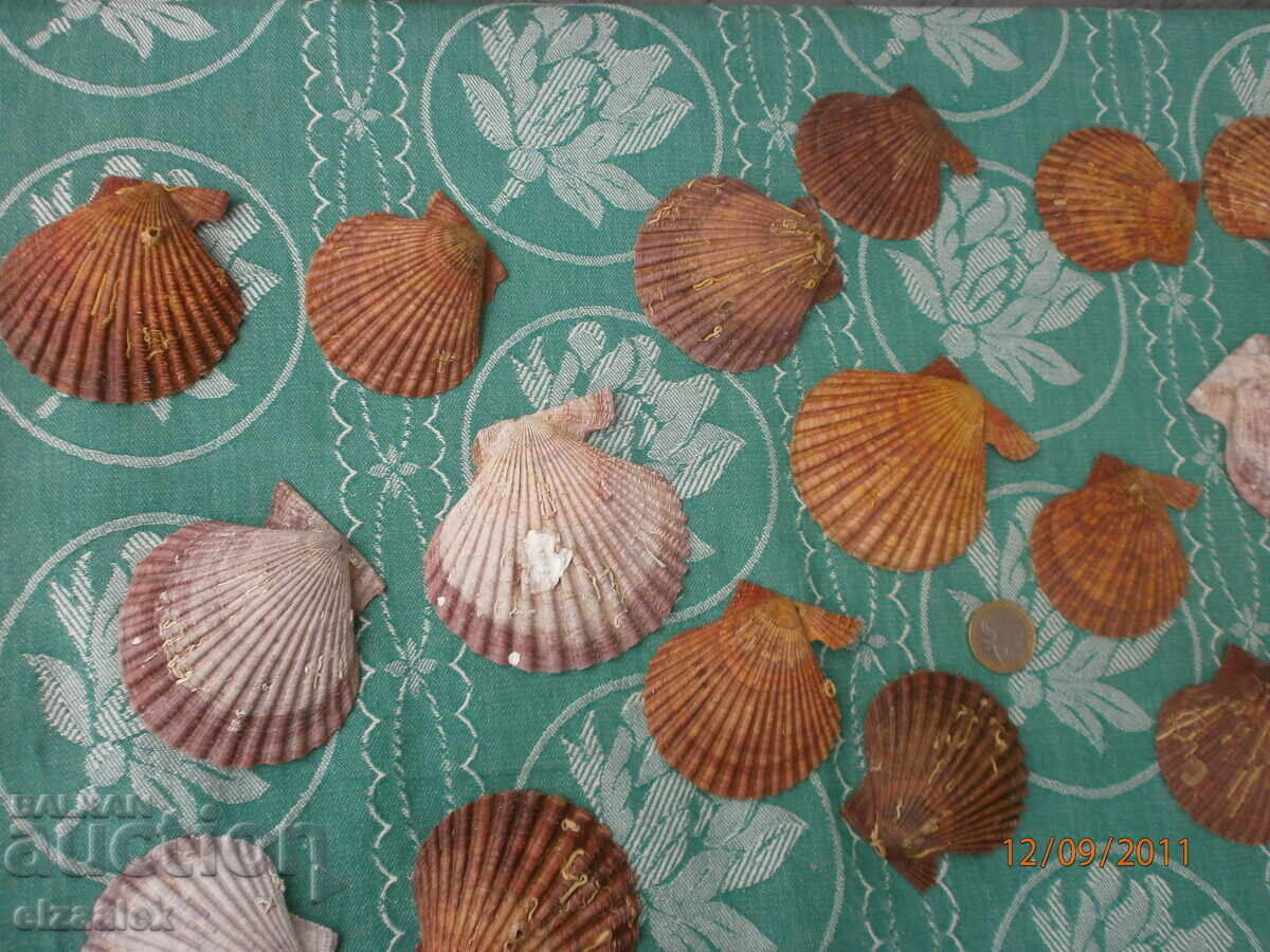 Аукцион Редки миди раковини отлични Аукцион Редки миди раковини отлични