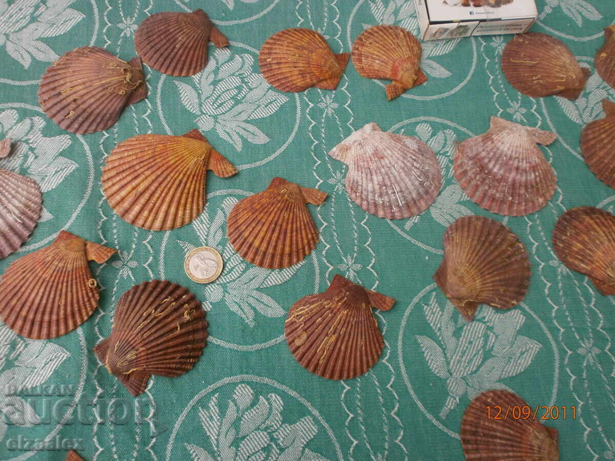 Доставка на Редки миди раковини отлични Доставка на Редки миди раковини отлични