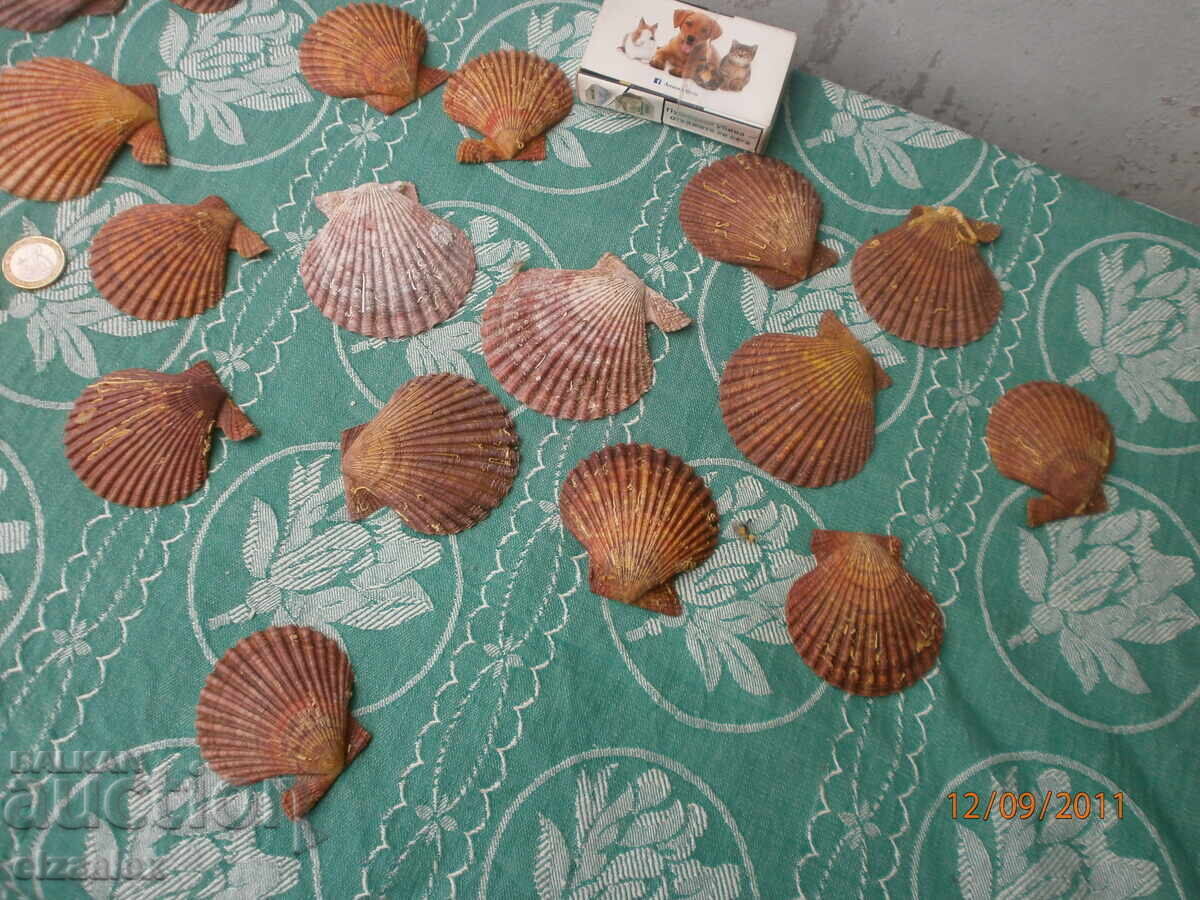 Редки миди раковини отлични - 5 Редки миди раковини отлични - 5