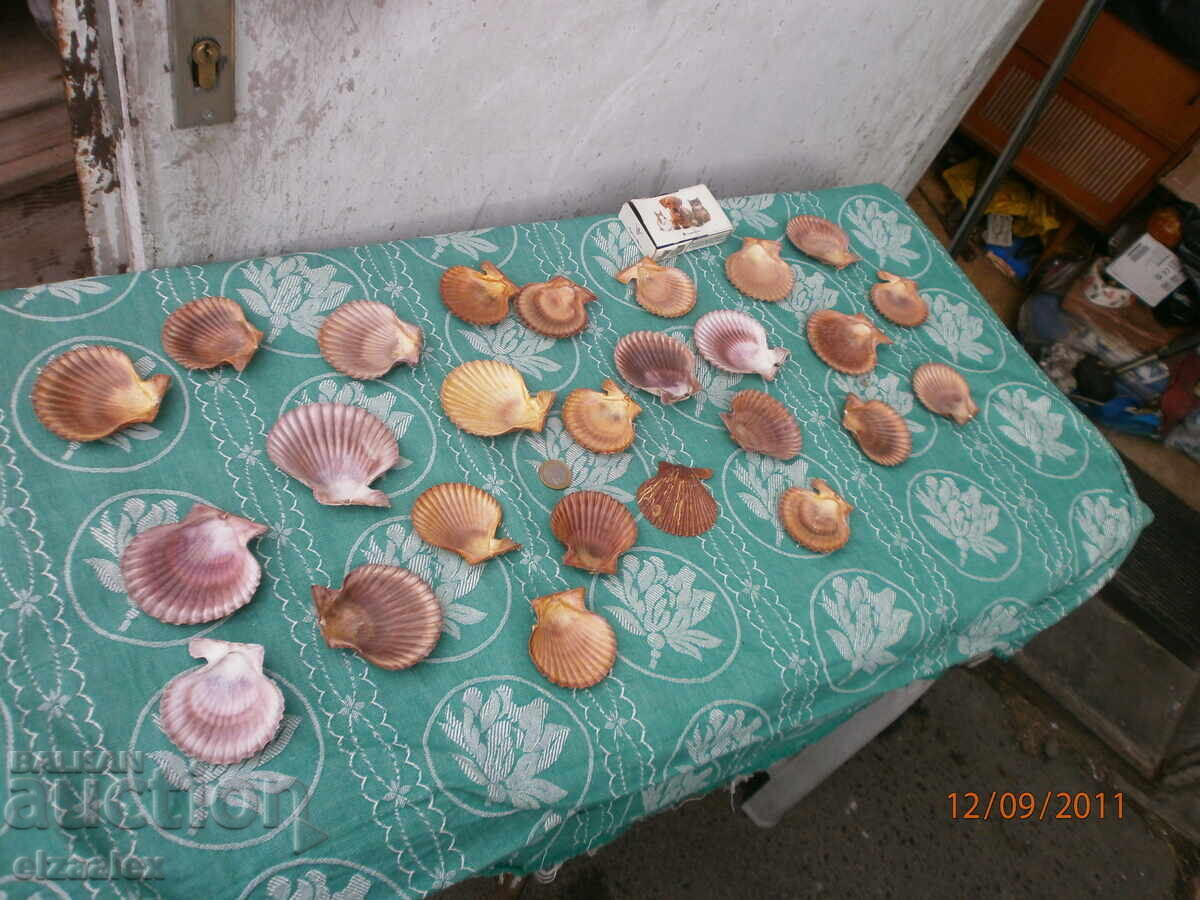 Редки миди раковини отлични - 6 Редки миди раковини отлични - 6