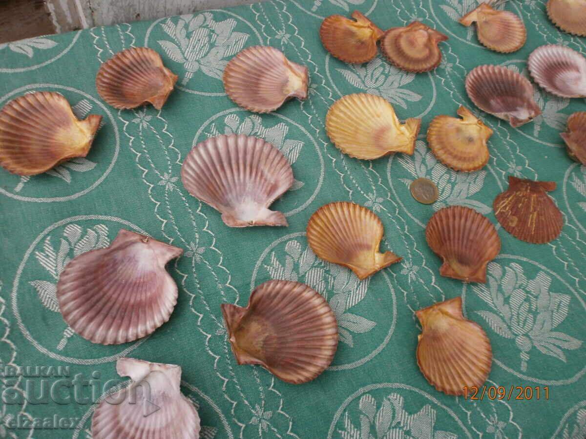 Редки миди раковини отлични - 7 Редки миди раковини отлични - 7