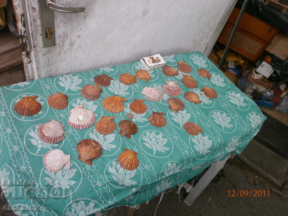 Редки миди раковини отлични Редки миди раковини отлични