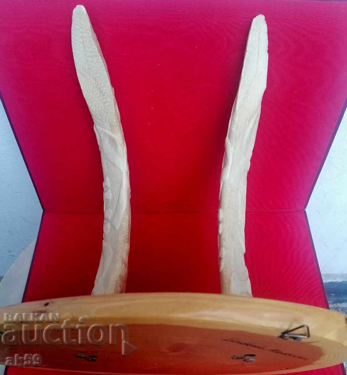 Delivery of Wall hanger - hippopotamus tusks Delivery of Wall hanger - hippopotamus tusks