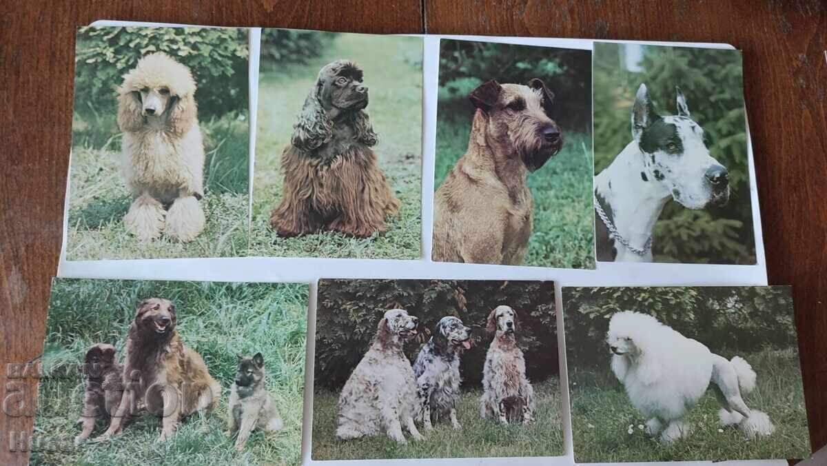 Licitație PC 26 buc, tema câini, câine, felicitare, felicitări