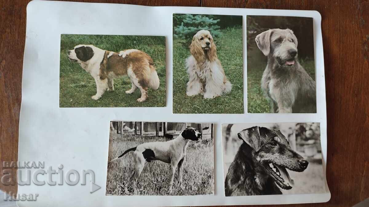 Παράδοση PK 26 τμχ, θέμα σκυλιά, σκύλος, καρτ ποστάλ, καρτ ποστάλ