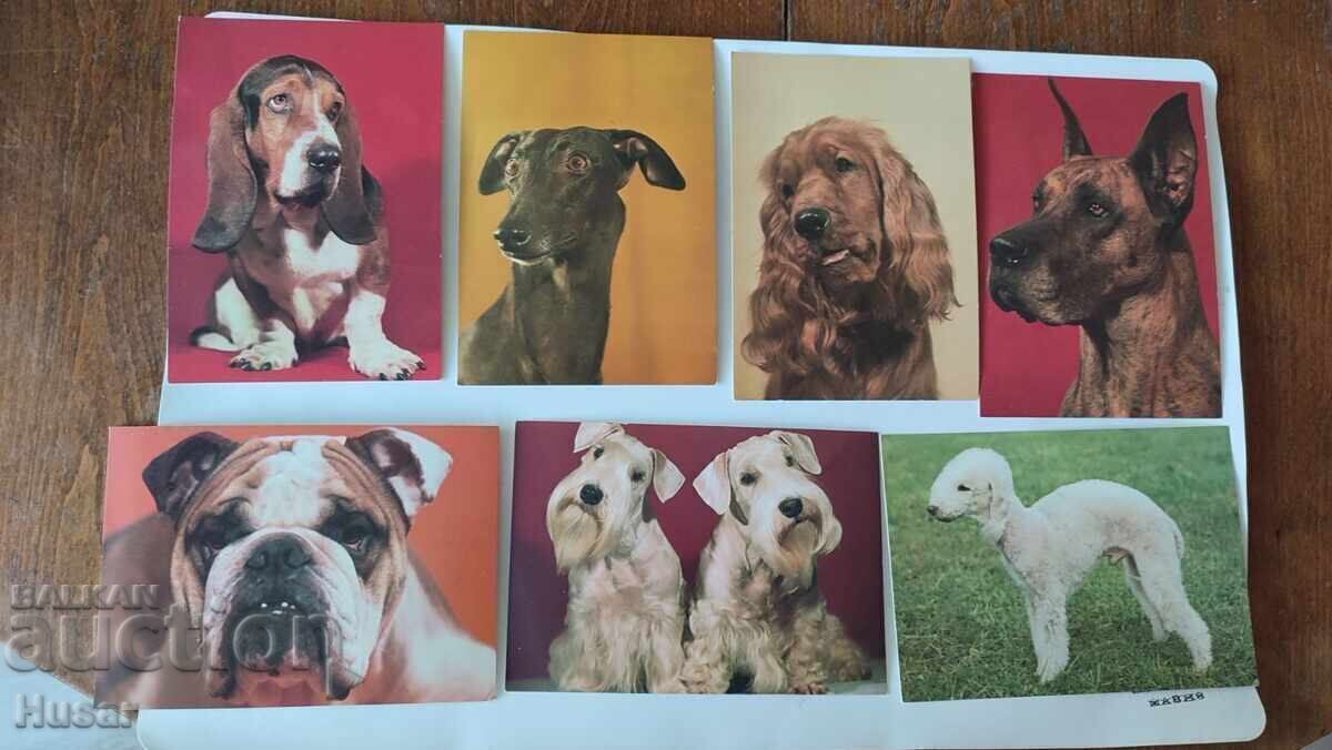 PC 26 buc, tema câini, câine, felicitare, felicitări