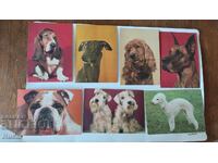 PC 26 buc, tema câini, câine, felicitare, felicitări