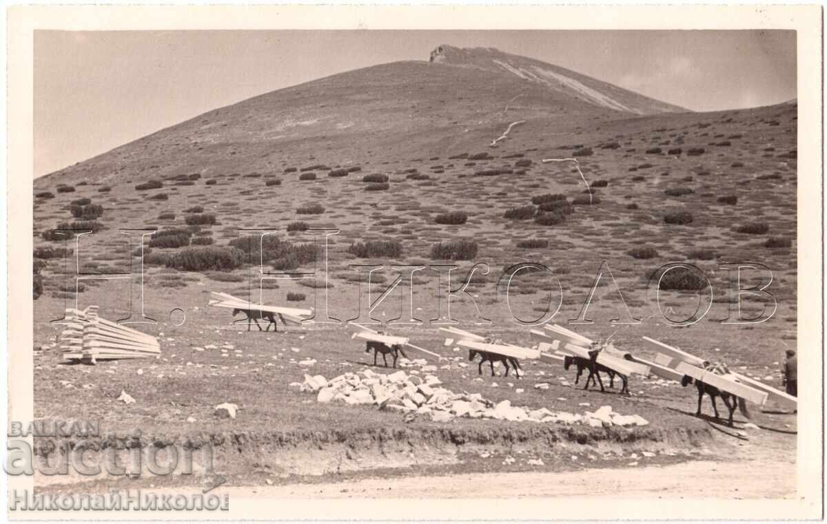 1939 FOTOGRAFIE VECHE PIRIN FOTOREPORTAJ TRANSPORT DE LEMNE E263