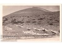 1939 FOTOGRAFIE VECHE PIRIN FOTOREPORTAJ TRANSPORT DE LEMNE E263