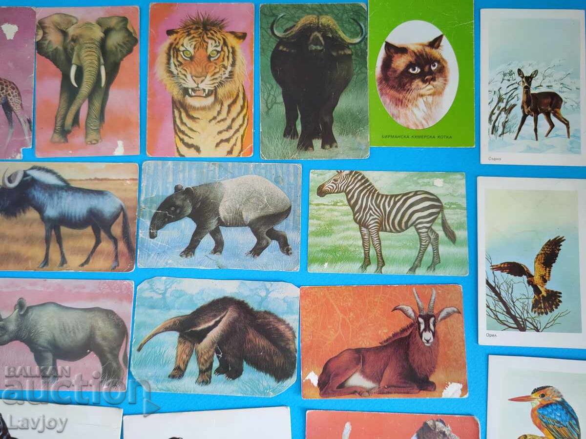 Аукцион Колекция ретро календари 26 бр.животни и птици Аукцион Колекция ретро календари 26 бр.животни и птици