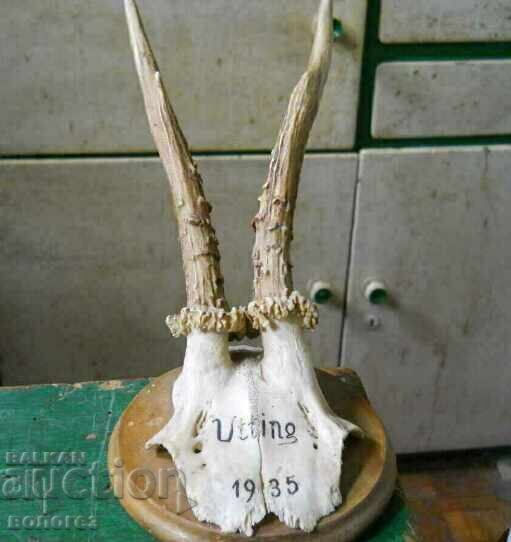 Auction  Vintage German Hunting Trophy - Utting, Bavaria 1935