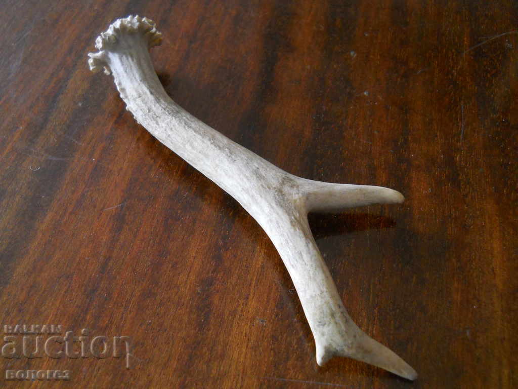 Corn de căprior cu preț 10.00 BGN | € 5.11