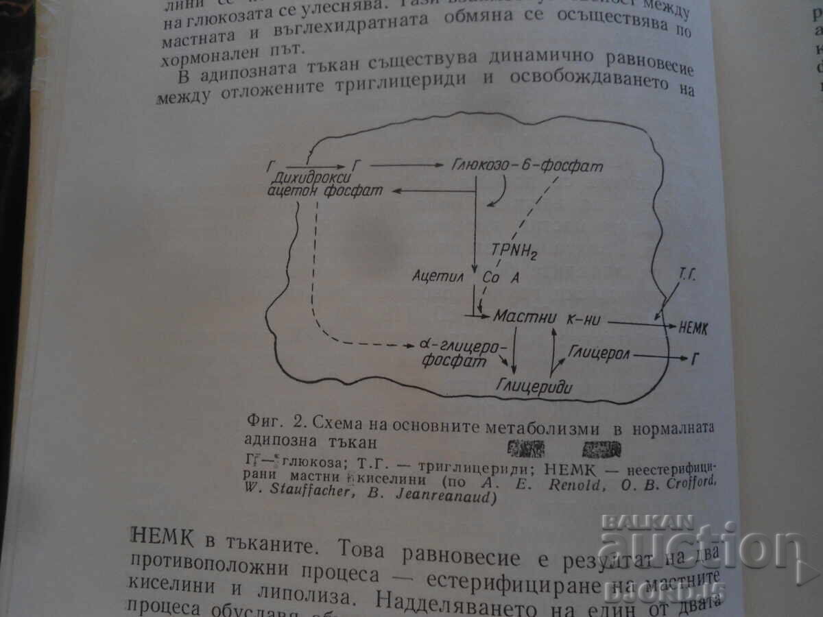 Доставка на Затлъстяване, Асен Цанев Доставка на Затлъстяване, Асен Цанев