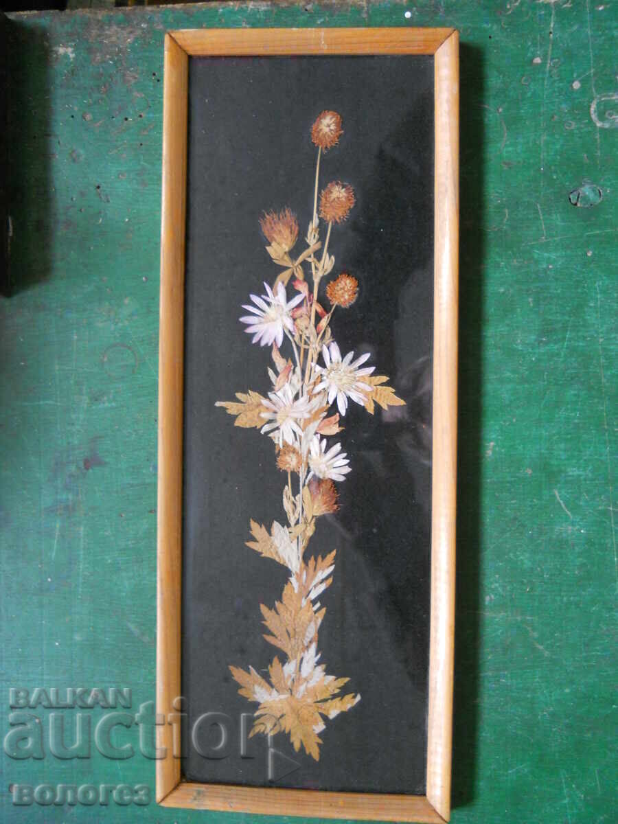 Herbarium painting - Bulgaria