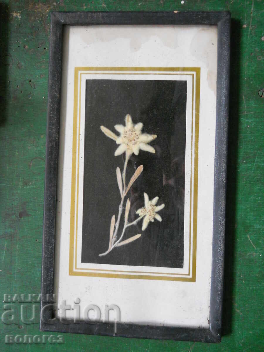 Herbarium picture (edelweiss) - Bulgaria