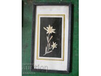 Tablou herbar (floare de colț) - Bulgaria