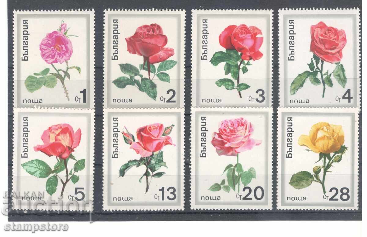 Ρόζι - 1970 g Ρόζι - 1970 g