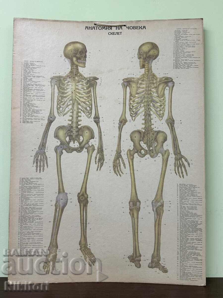 Planșe medicale anatomice sociale cu preț 210.00 BGN | € 107.37 Planșe medicale anatomice sociale cu preț 210.00 BGN | € 107.37