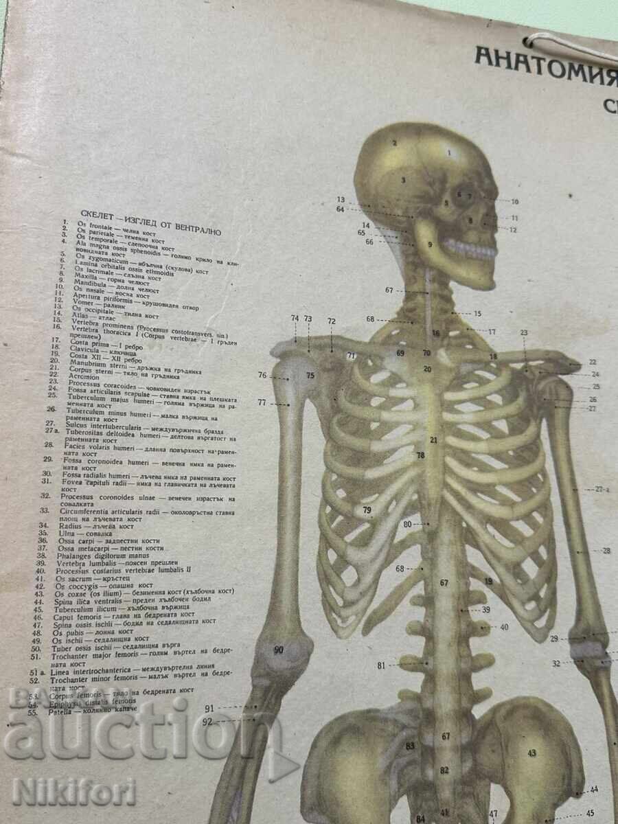 Licitație Planșe medicale anatomice sociale Licitație Planșe medicale anatomice sociale