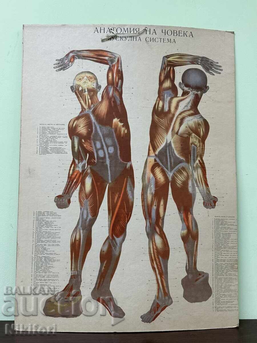 Delivery of Social Anatomical Medical Charts Delivery of Social Anatomical Medical Charts