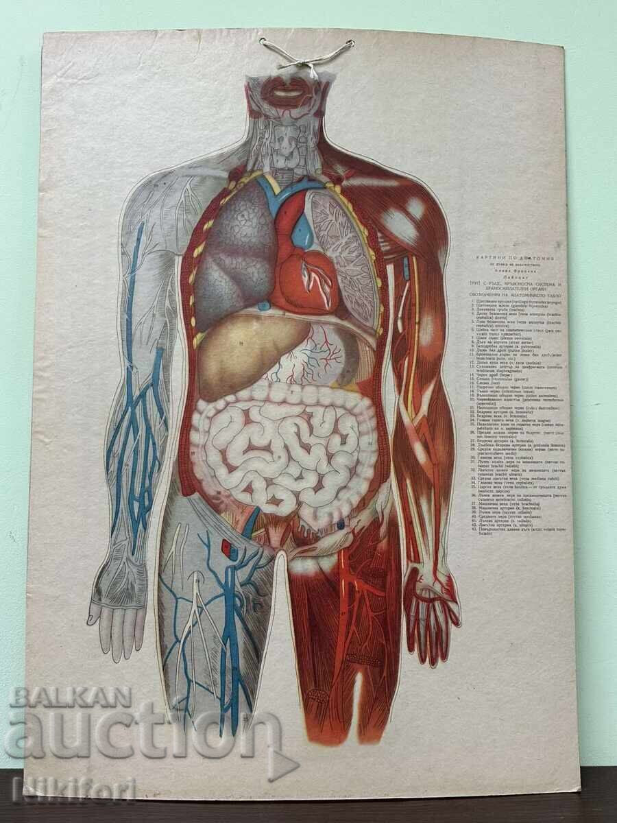Social Anatomical Medical Charts - 5 Social Anatomical Medical Charts - 5