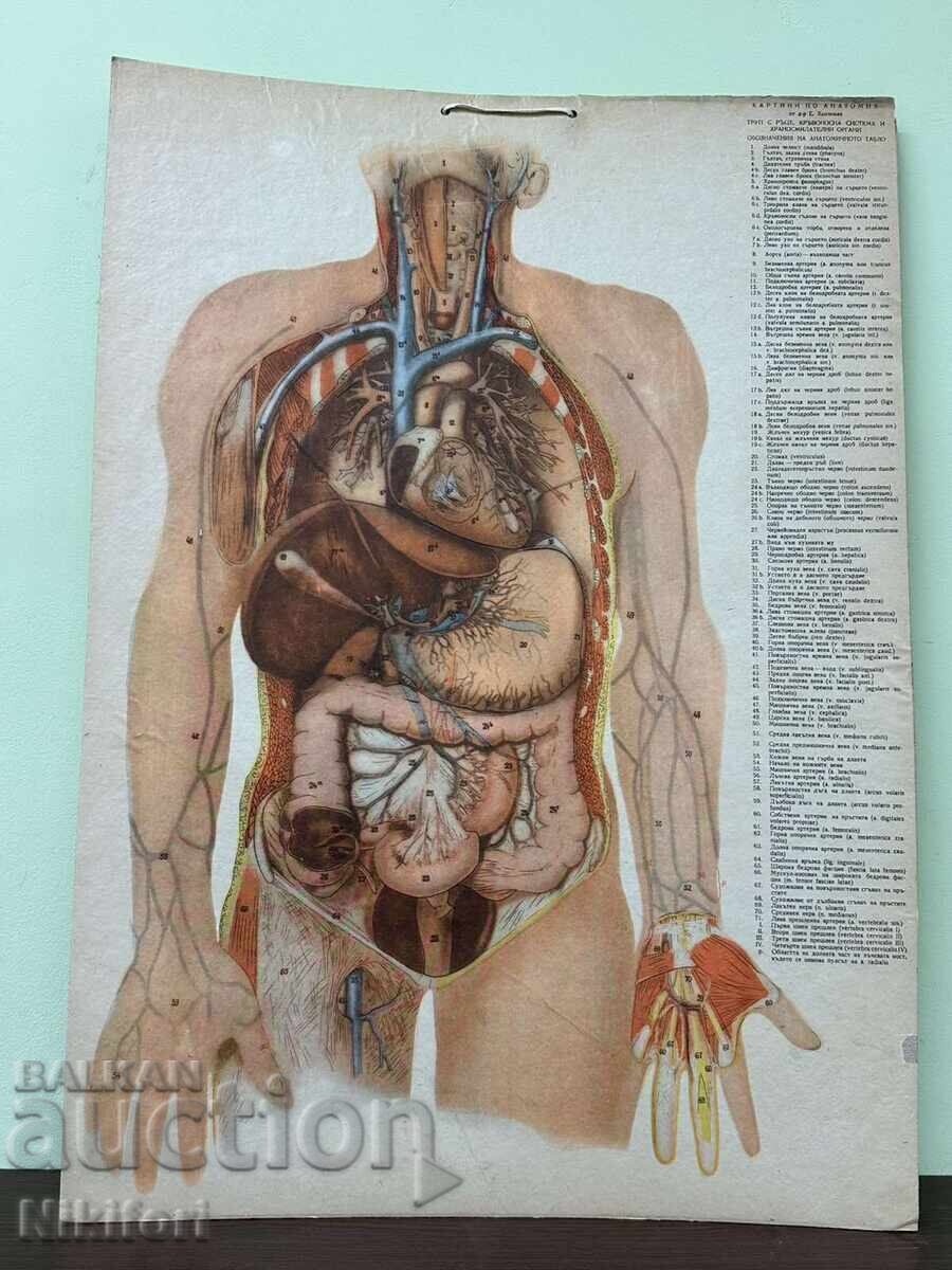 Social Anatomical Medical Charts - 6 Social Anatomical Medical Charts - 6