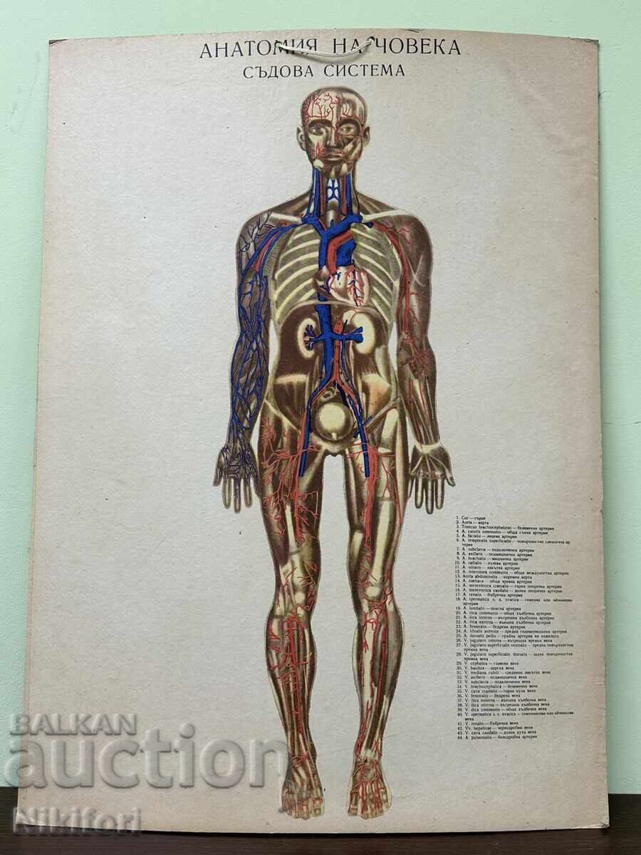 Planșe medicale anatomice sociale - 7 Planșe medicale anatomice sociale - 7