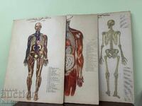 Social Anatomical Medical Charts