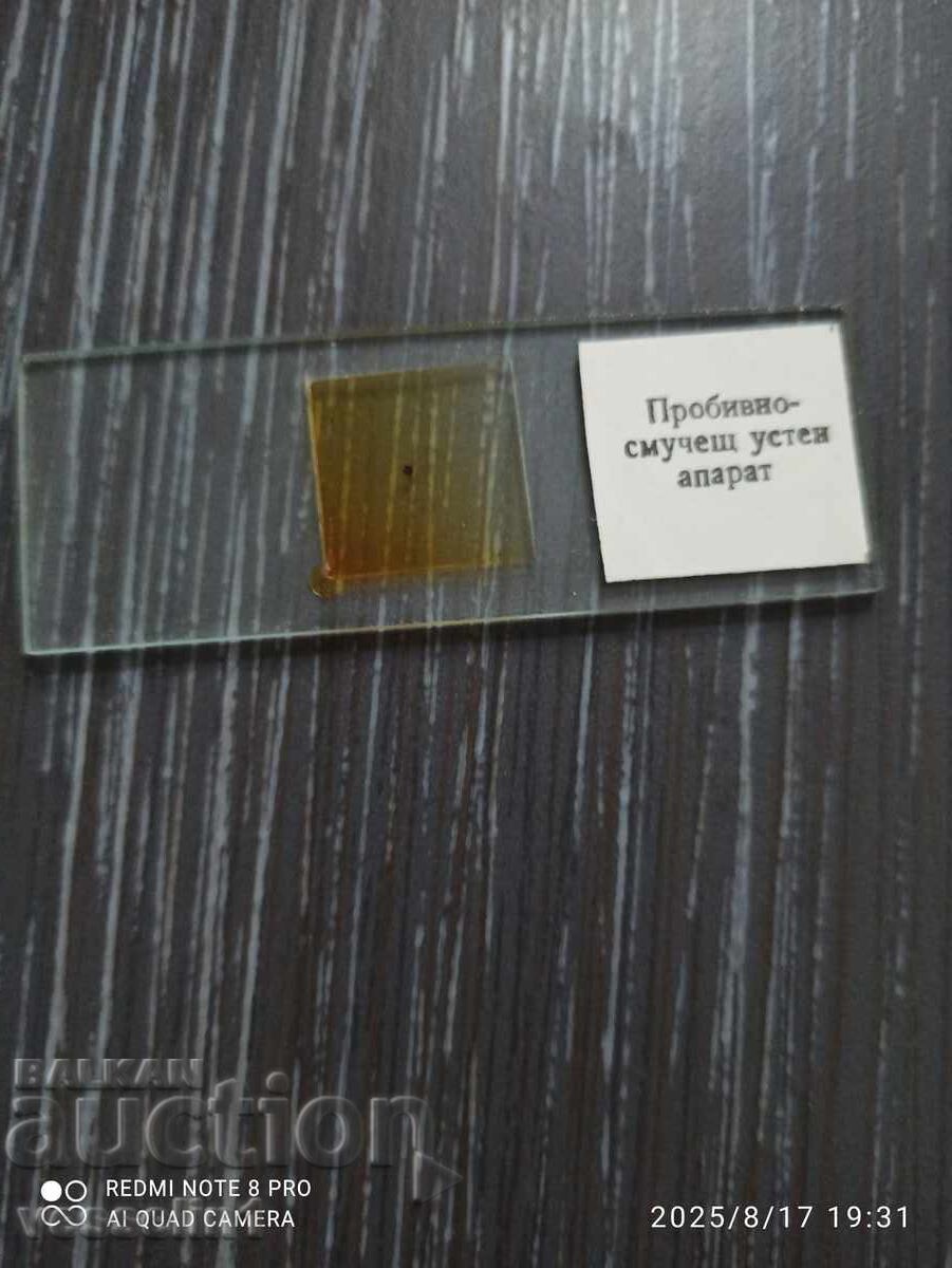 Auction Microscope slides zoology UchTechProm Lomonosov Auction Microscope slides zoology UchTechProm Lomonosov