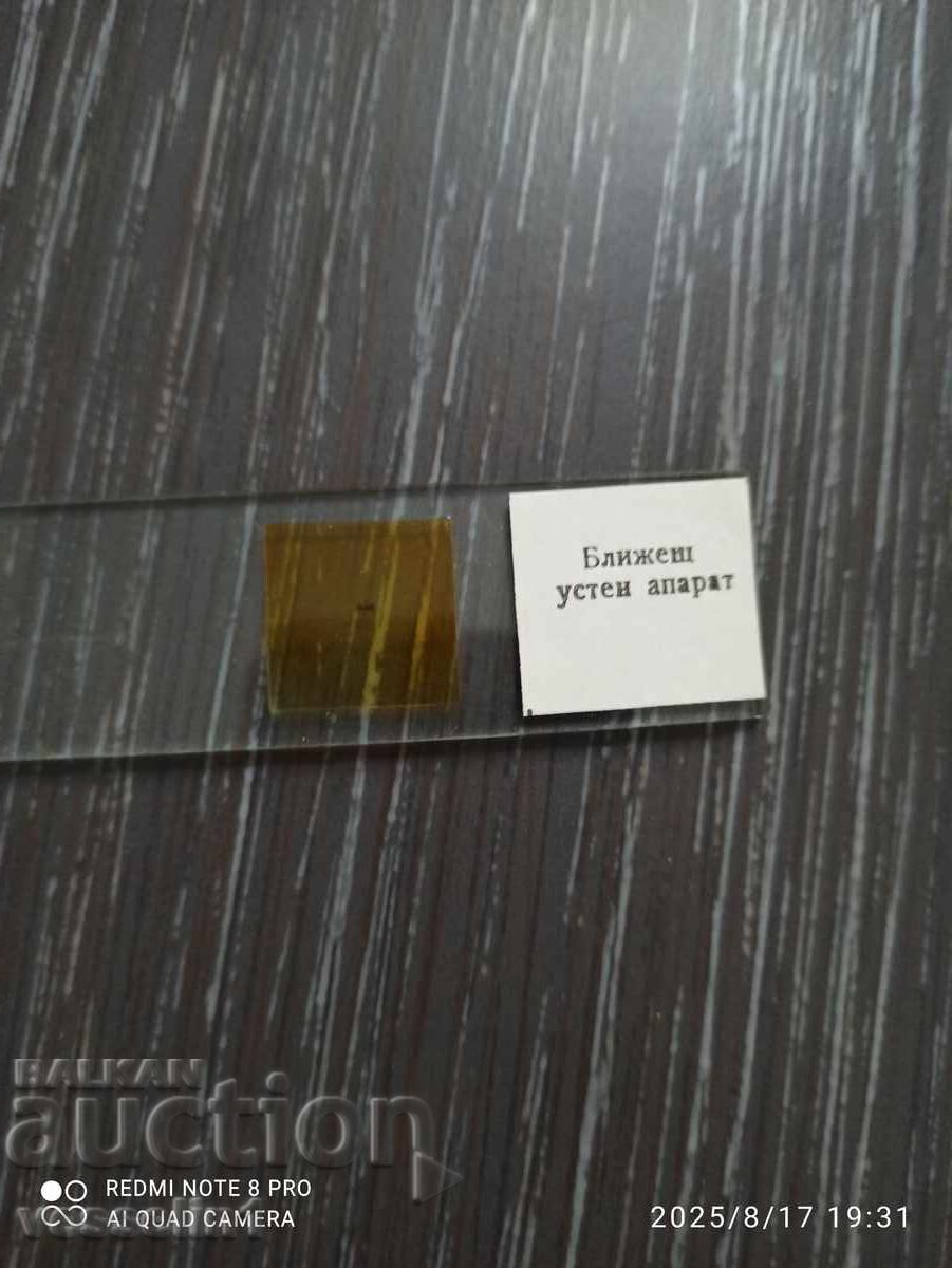 Delivery of Microscope slides zoology UchTechProm Lomonosov Delivery of Microscope slides zoology UchTechProm Lomonosov