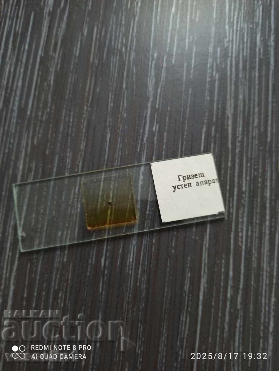 Microscope slides zoology UchTechProm Lomonosov - 5 Microscope slides zoology UchTechProm Lomonosov - 5