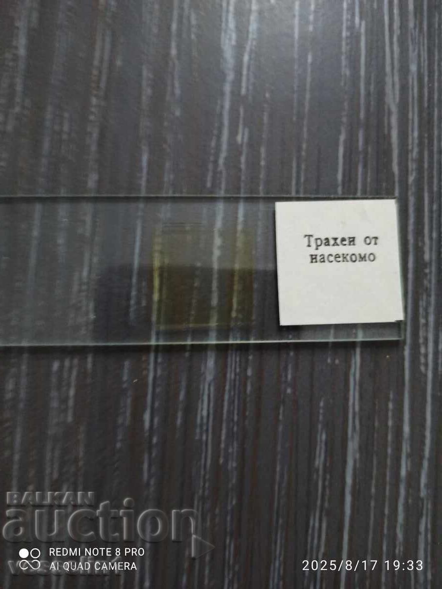 Microscope slides zoology UchTechProm Lomonosov - 6 Microscope slides zoology UchTechProm Lomonosov - 6