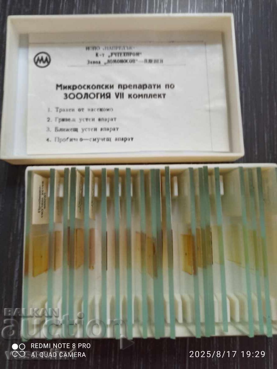 Microscope slides zoology UchTechProm Lomonosov Microscope slides zoology UchTechProm Lomonosov