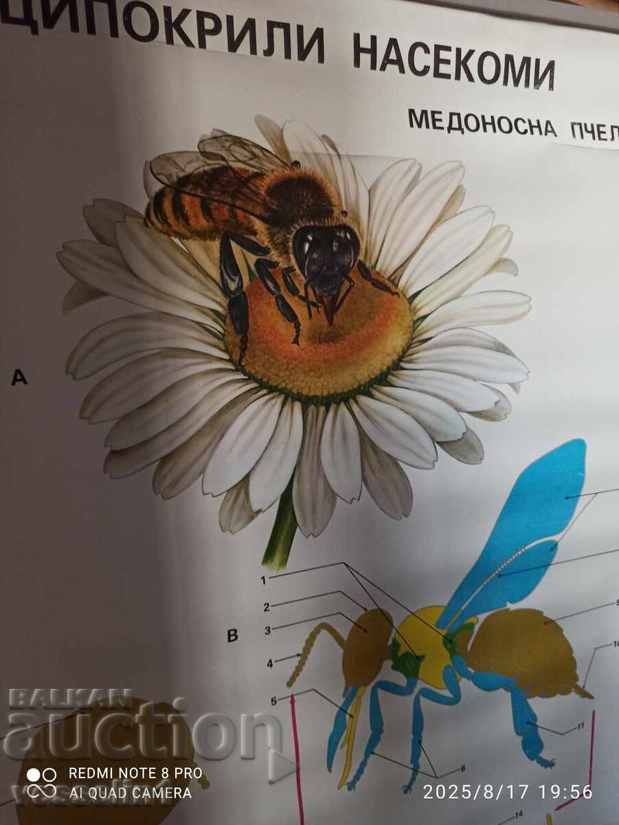 Old educational poster bee (hymenopteran insects) Soc 100cm/68cm with price 28.00 BGN | € 14.32