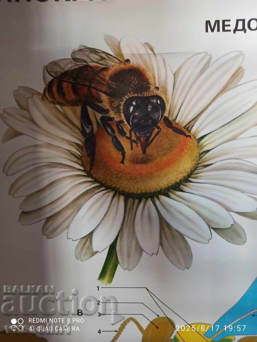 Licitație Panou didactic vechi albină (insecte himenoptere) Soc100cm/68cm Licitație Panou didactic vechi albină (insecte himenoptere) Soc100cm/68cm