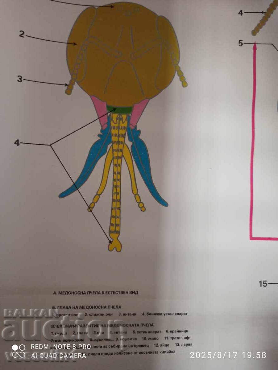 Delivery of Old educational poster bee (hymenopteran insects) Soc 100cm/68cm