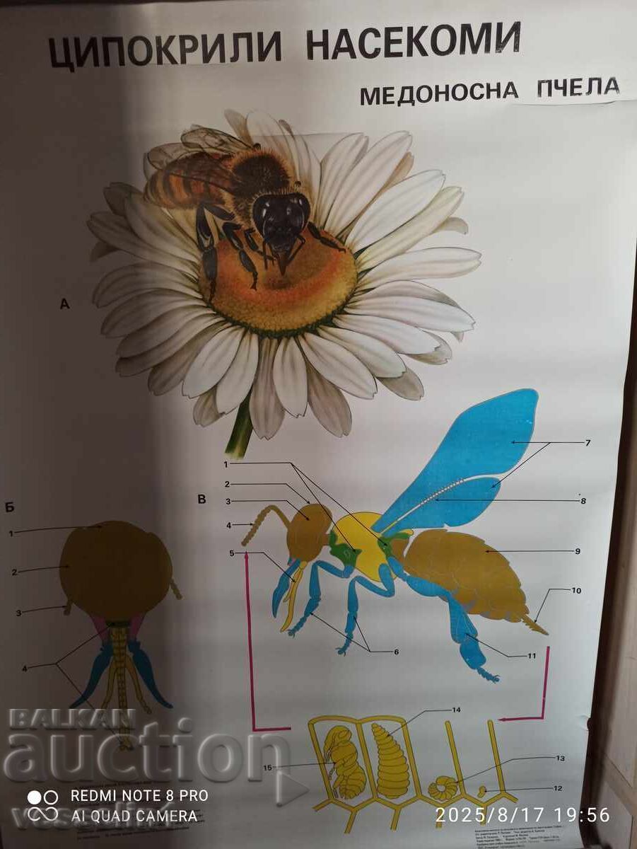 Panou didactic vechi albină (insecte himenoptere) Soc100cm/68cm Panou didactic vechi albină (insecte himenoptere) Soc100cm/68cm