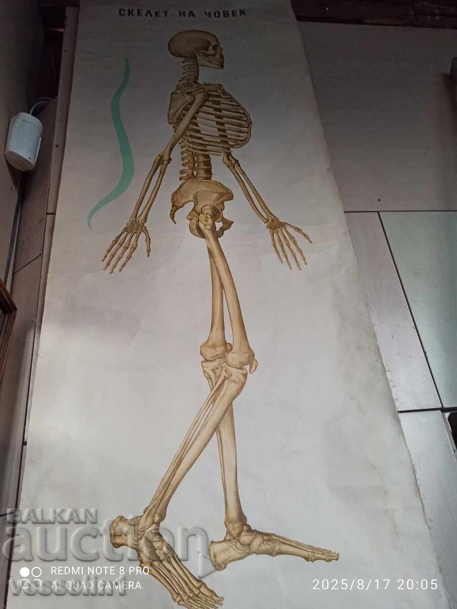 Old educational textile board, human skeleton, socialist era 1950s
