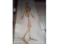 Old educational textile board, human skeleton, socialist era 1950s