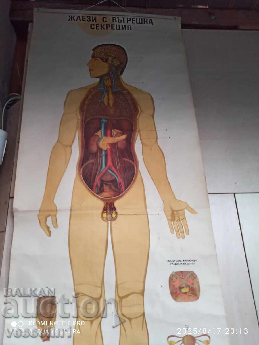 Old educational textile board endocrine glands 50s with price 70.00 BGN | € 35.79 Old educational textile board endocrine glands 50s with price 70.00 BGN | € 35.79