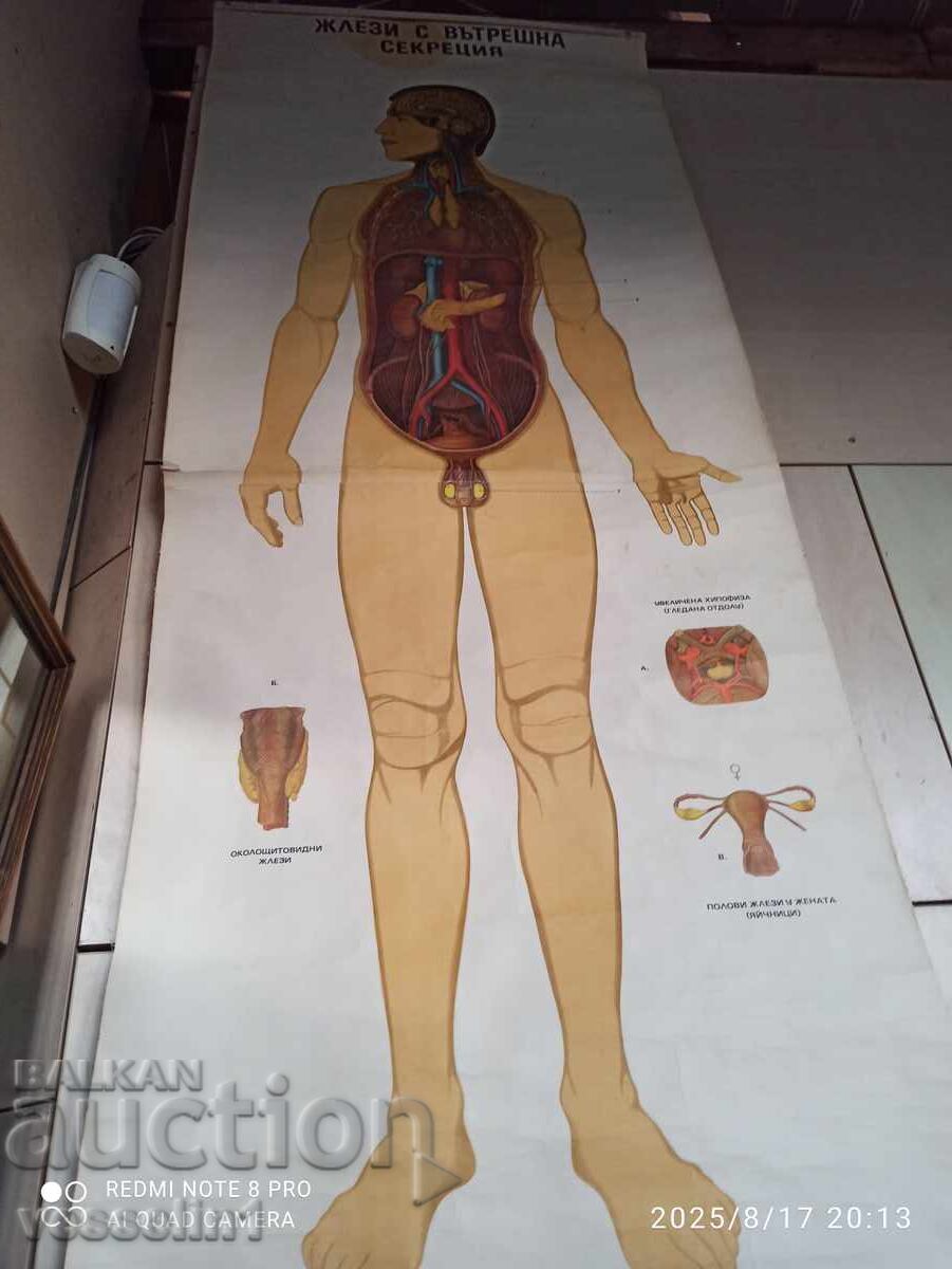 Old educational textile board endocrine glands 50s Old educational textile board endocrine glands 50s