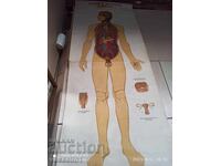 Old educational textile board endocrine glands 50s