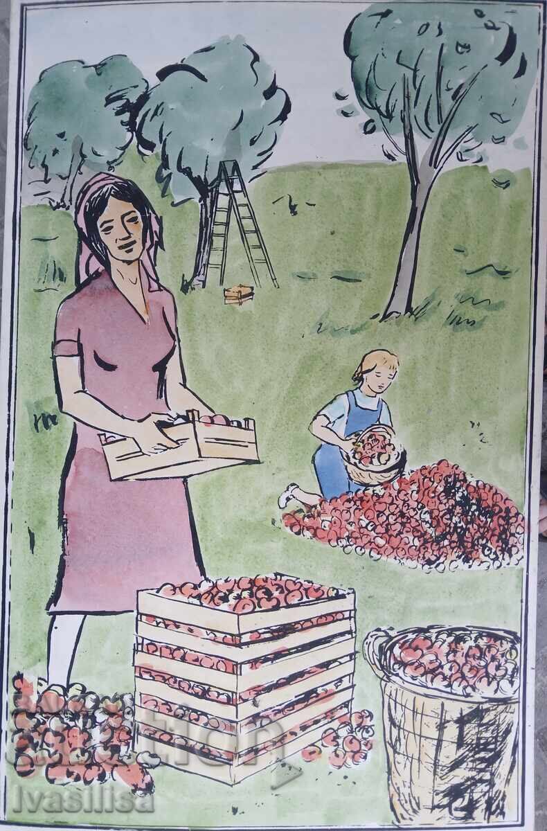 ΣΤΑΡ ΑΚΟΥΑΡΕΛ ΣΟΤΣ ΡΕΑΛΙΣΜΟΣ