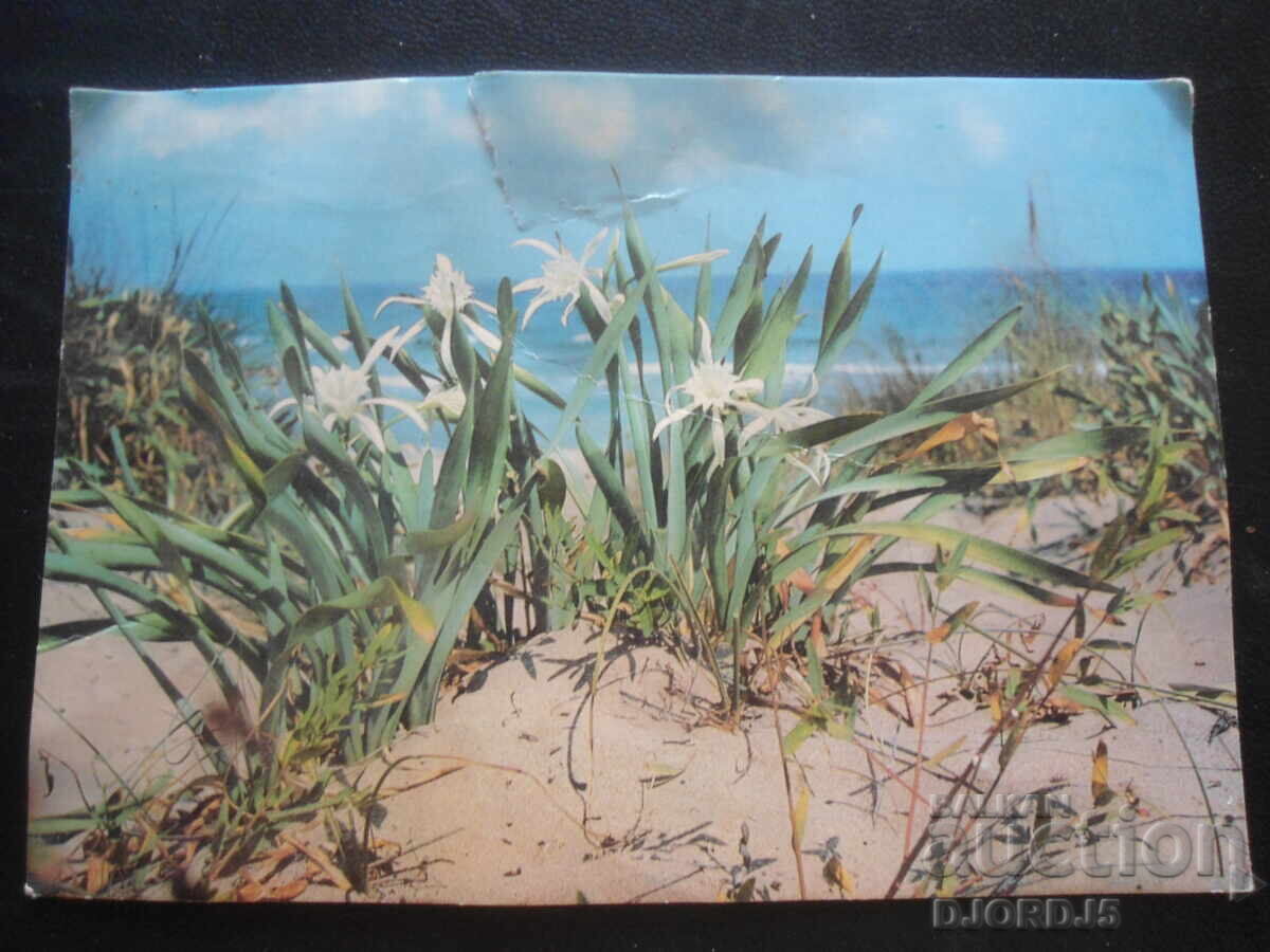 ΣΟΖΟΠΟΛ, Καβάκι - αμμώδεις κρέμες, Παλιά καρτ ποστάλ