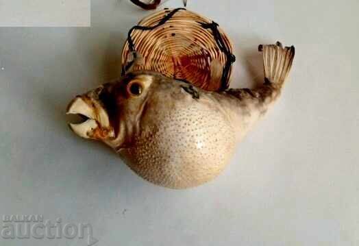 Ψάρι παπαγάλος με τιμή € 40.00 | 78.23 BGN