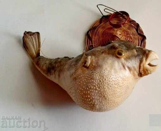 Δημοπρασία Ψάρι παπαγάλος