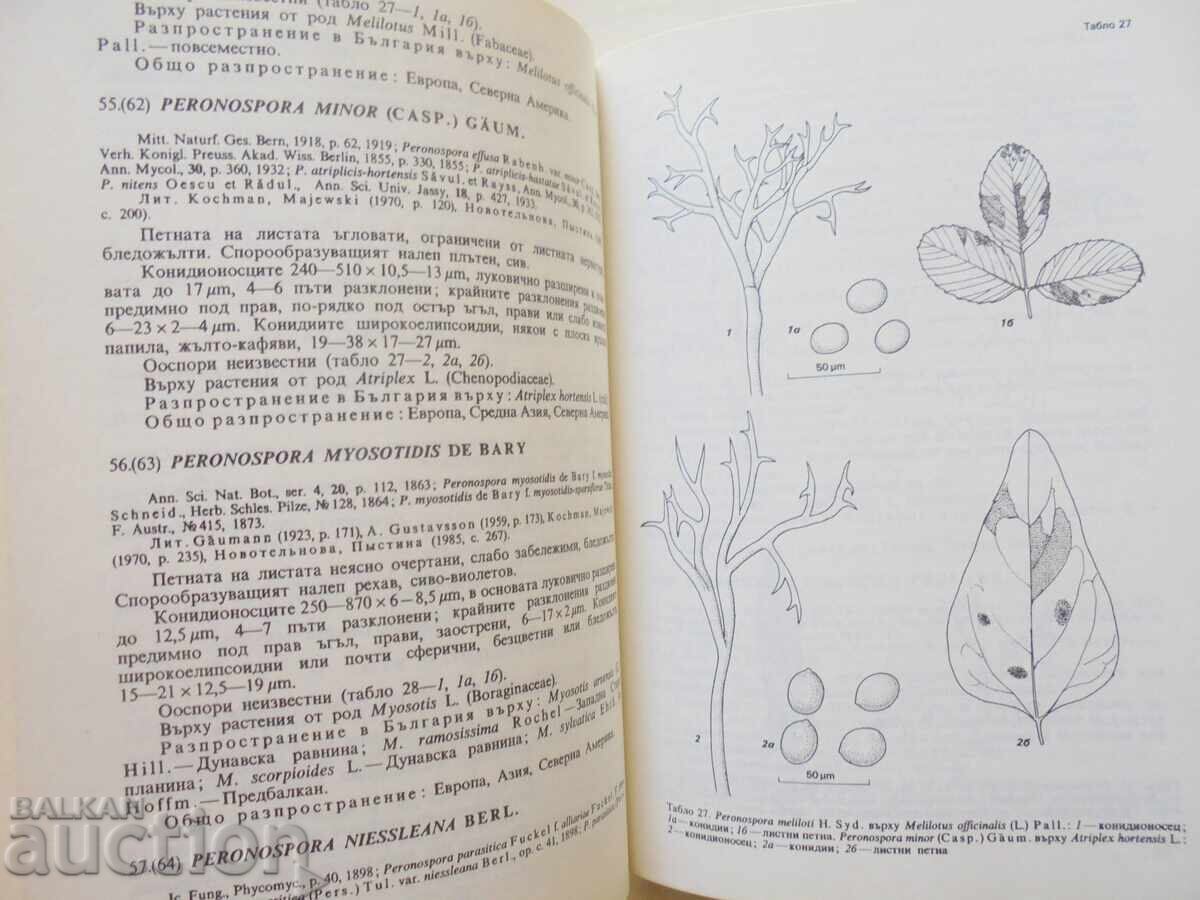 Mushrooms in Bulgaria. Volume 2 Simeon Vanev et al. 1993 with price 11.00 BGN | € 5.62 Mushrooms in Bulgaria. Volume 2 Simeon Vanev et al. 1993 with price 11.00 BGN | € 5.62